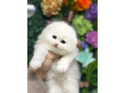 Güzel yüz british shorthair yavrularım