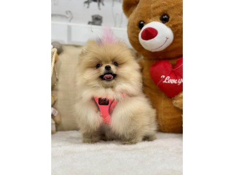 Tam bir ayı surat pomeranian güzelliğim