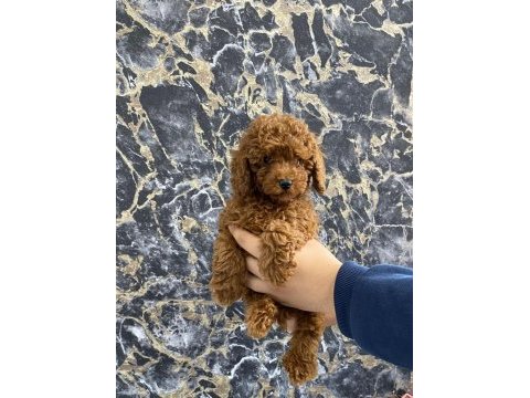 Toy poodle yavrularım orijinal