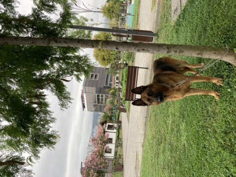 Alman çoban köpeği