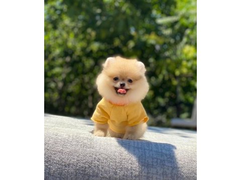 Pomeranian boo safkan ayı surat bebeklerim