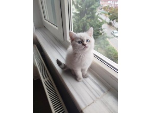 British shorthair dişi uyguna