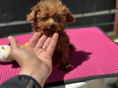 Petmode köpek çiftliğinden tea cup poodle