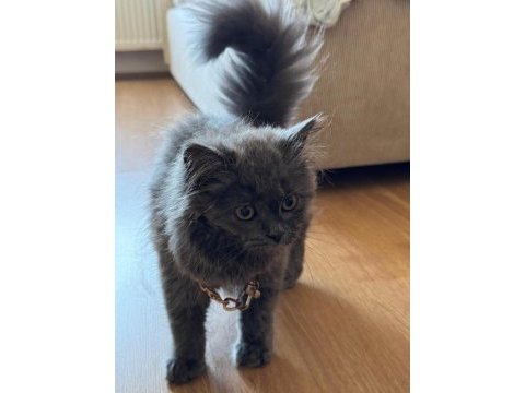 Yavru british shorthair bakır göz
