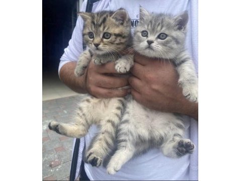 A kalite british shorthair yavruları