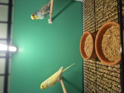 3 katlı pvc kafes ve 1 çift muhabbet kuşu yavru