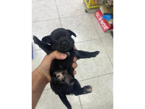 Minyatür pinscher yavrularımız sahiplendirilecek
