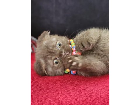 Scottish straight ve scottish fold yavrular