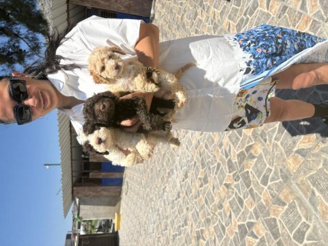Lagotto yavrularım sağlık ve ırk garantilidir