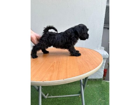 Mükemmel kalite yavrular schnauzer