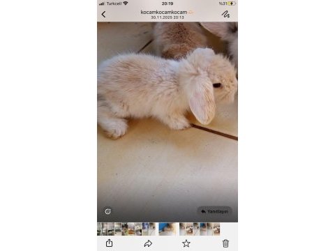 Orjinal hollanda teddy lop tavşan her ile gönderim
