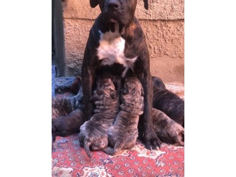 Safkan presa canario yavrular