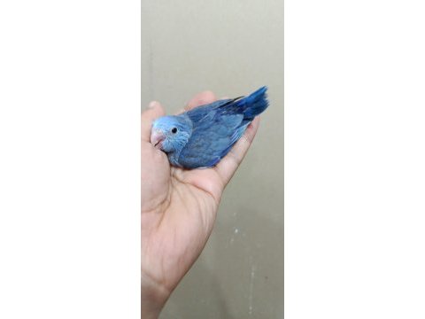 Mavi nazar boncuğu erkek forpus