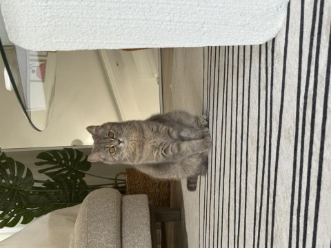 British shorthair kedimize eşleştirmek için erkek arıyoruz