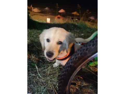 Golden retriever kızımız şira