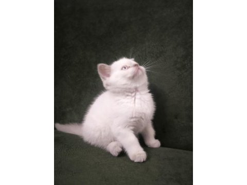 20 mart doğumlu british shorthair