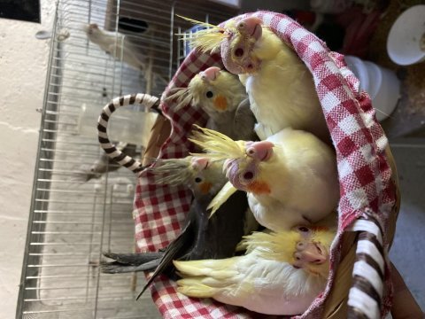 Eğitime açık yavru sultan papağanları