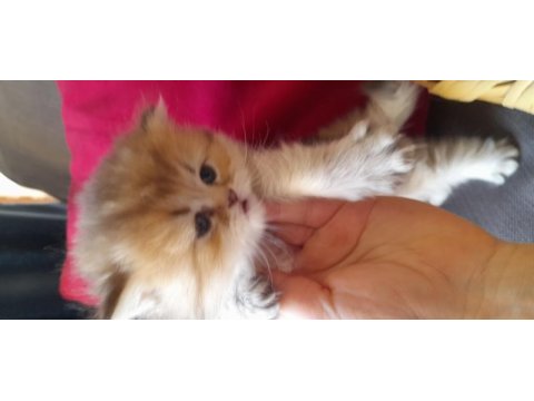 British longhair golden longhair dişi yavru