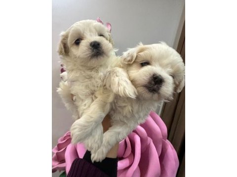 Maltipoo yavrum 55 günlük