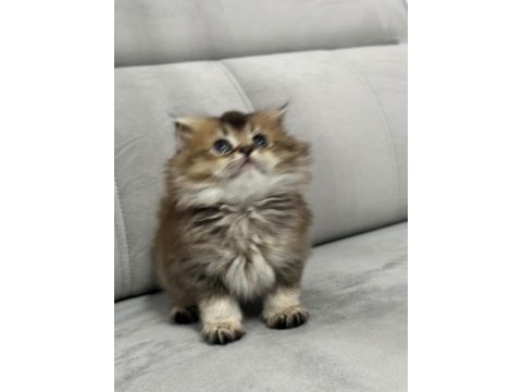 Golden british longhair yavrular
