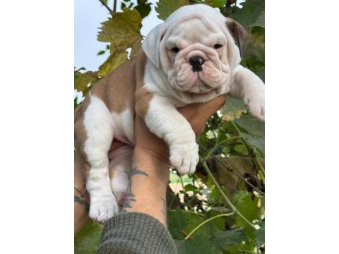 Bulldog ırkının en iyi detayları