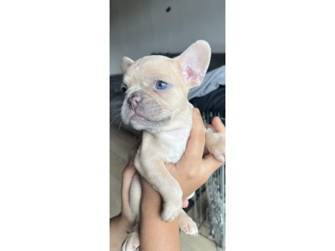 Platinum blue dişi french bulldog