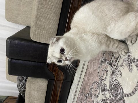 Dişi scottish fold