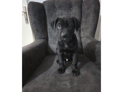 Cane corso bebekler teslime hazır