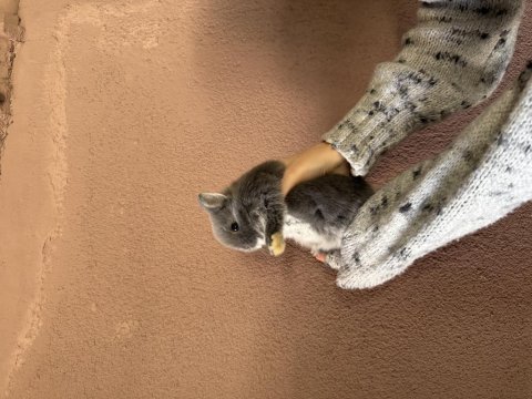 Cüce tavşan bebekler