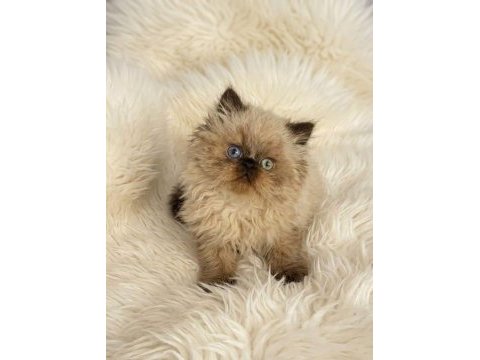 İran himalayan (odd eyes)