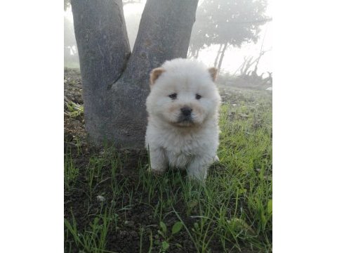Chow chow yavrularımız aşılı kimlikli teslim