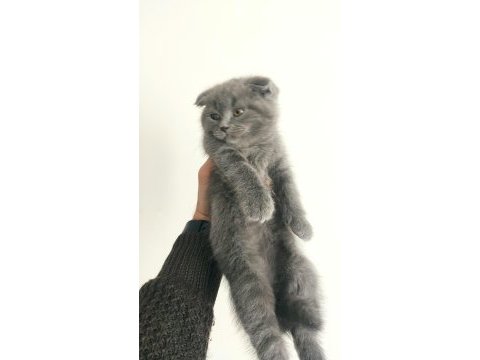 2 aylık gri british shorthair