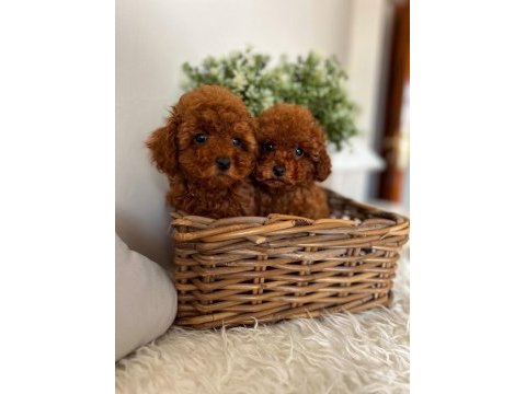 Red brown minyatür toy poodle yavrular