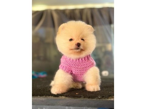 Tatlı pomeranian boo yavru