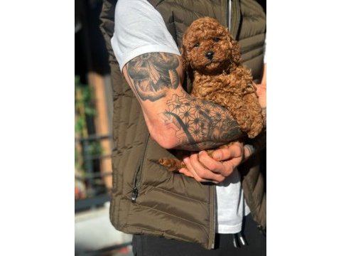 Teddy face poodle yavrularımız