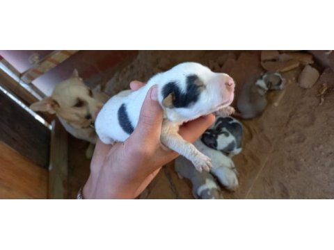 Anne baba küçük ırk fino köpeği yavruları