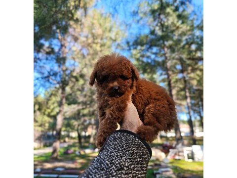 Türkiye'nin en büyük toy poodle çiftliğinden