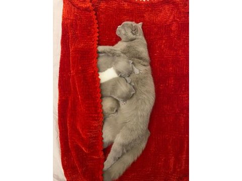 30 günlük scottish fold yavrular sütten kesilince