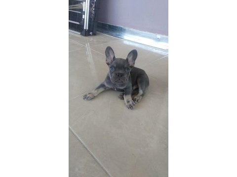 French bulldog yavrular