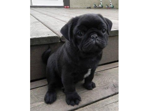 Siyahın en güzeller tonlarında pug bebekler