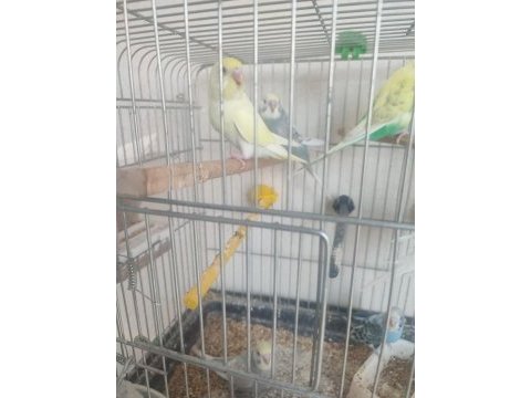 2 aylık kuşlar ve yeni yeme düşmüş yavrular