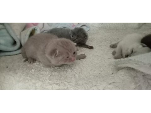 Yavru british shorthair