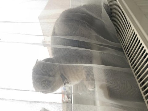 Kızıma yuva arıyorum scottish fold