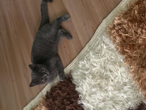 İyi bakılacak mutlu kedimiz yuvalarını arıyorlar
