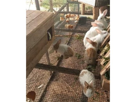 Çeşitli ırklarda ve yaşlarda tavşan bulunur