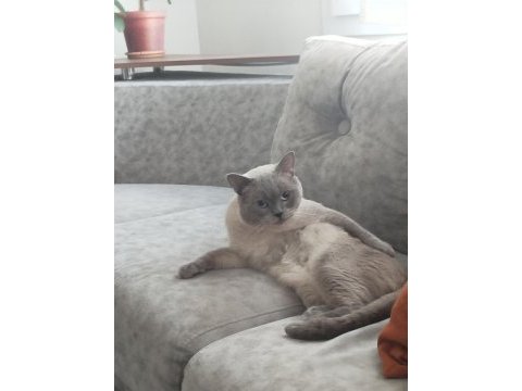 Temiz bakımlı british shorthair