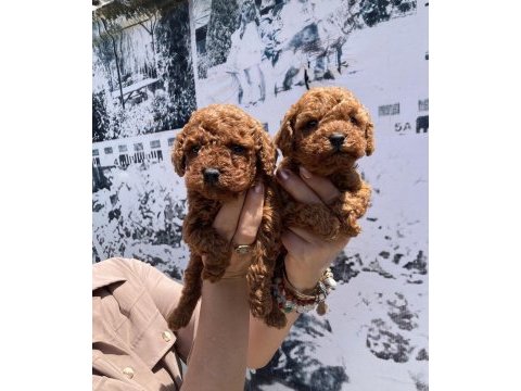 En koyusundan en güzelinden toy poodle minnoşlar