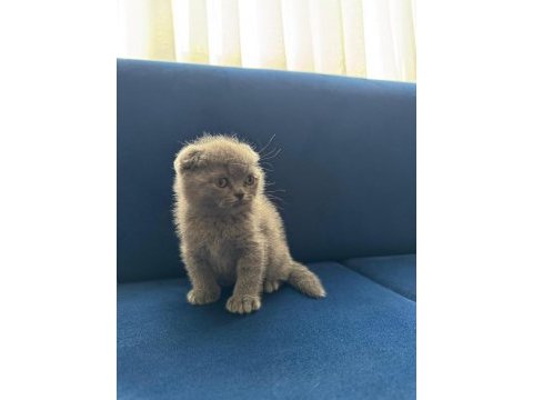 Yeni yuvasına hazır scottish fold