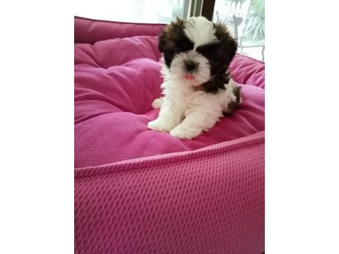 Aile ortamında shih tzu bebekler