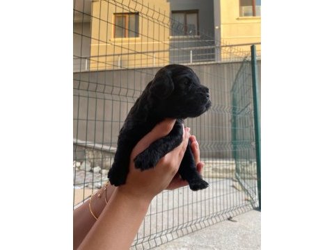Aşırı sevimli siyah poodle bebeklerimiz